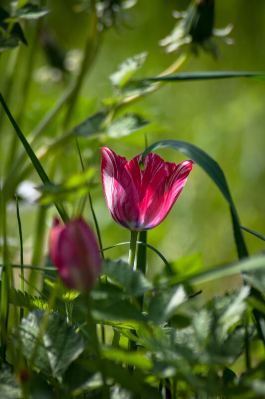Тюльпанчик. - Анатолий Нецепляев