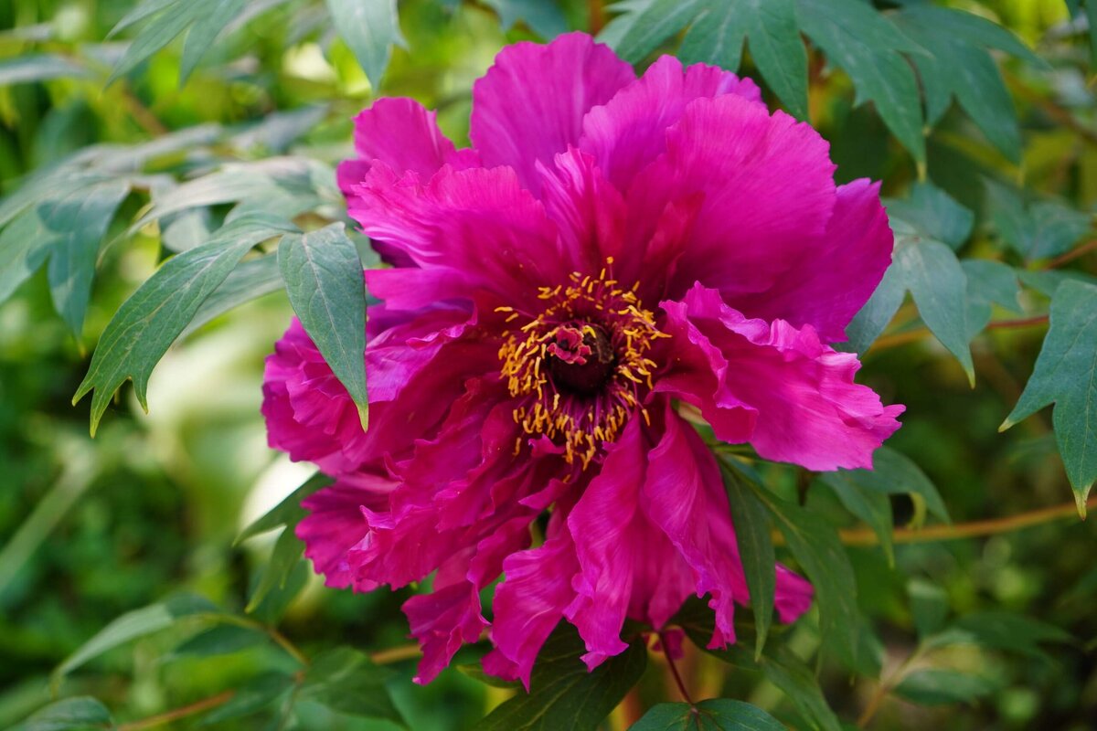 Пион - Татьяна Тюменка