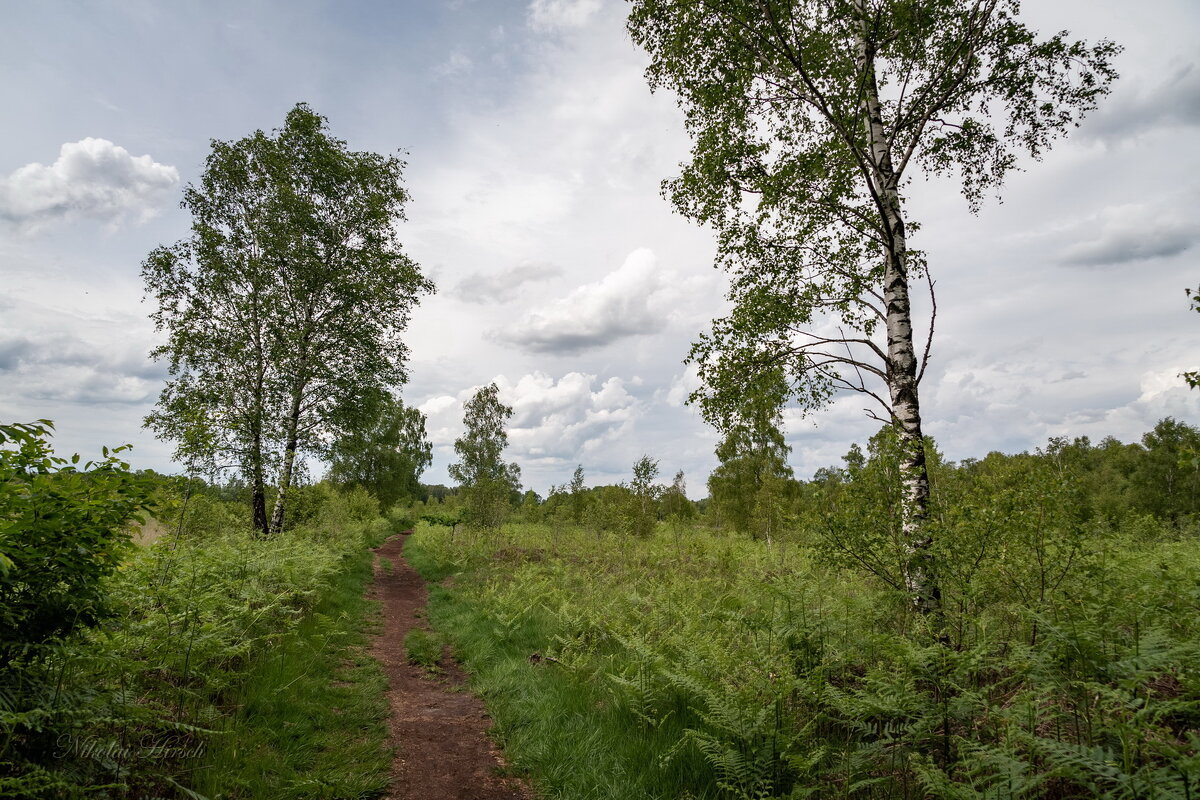 Вперёд... - Николай Гирш Вперёд... - Николай Гирш