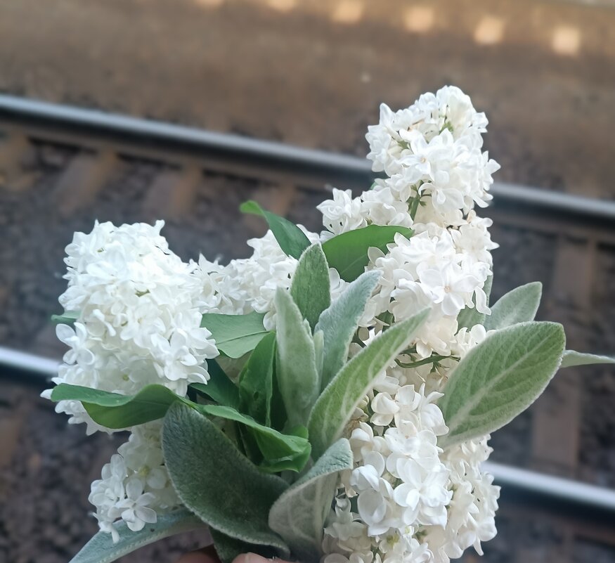 Весенняя красота =) - Наталья 