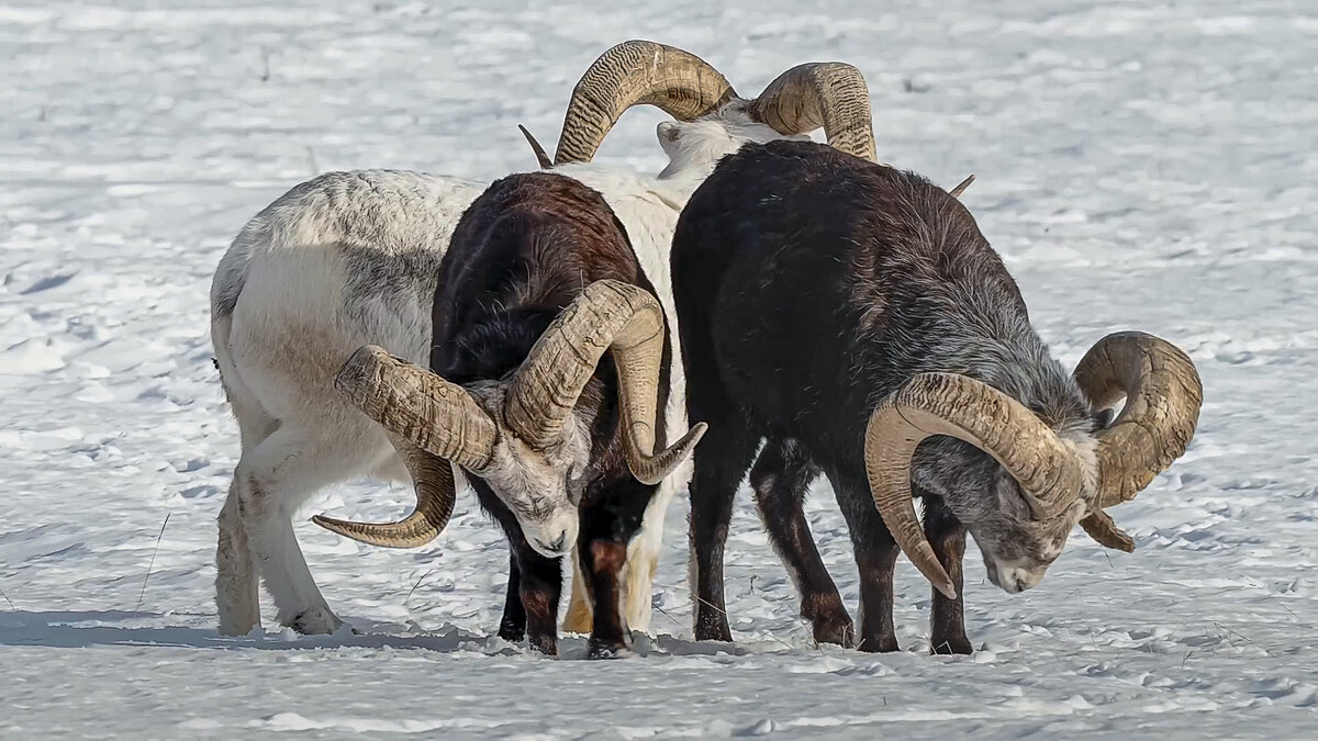 Архар - Aleksey Afonin