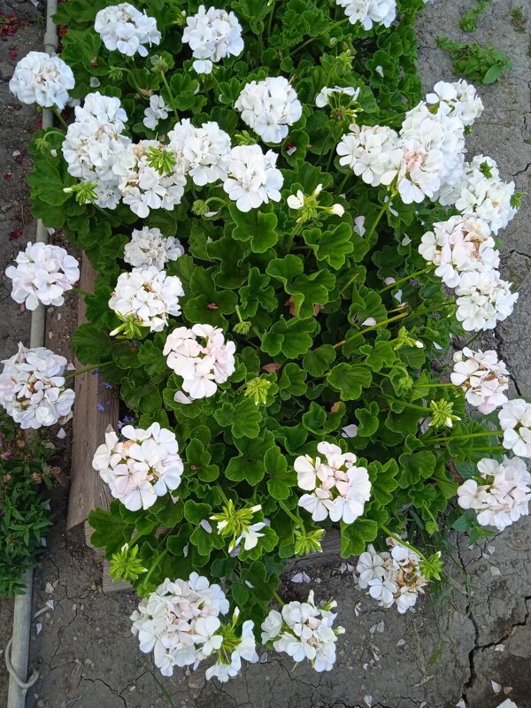 Клумба у больницы - Нина Колгатина 