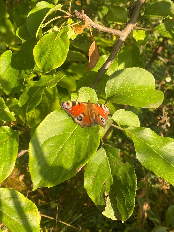 Бабочка на даче - Нина Колгатина 
