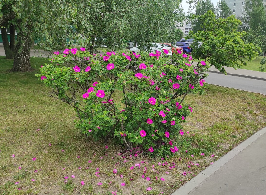 Шиповник у дороги - Игорь Ч. Шиповник у дороги - Игорь Ч.