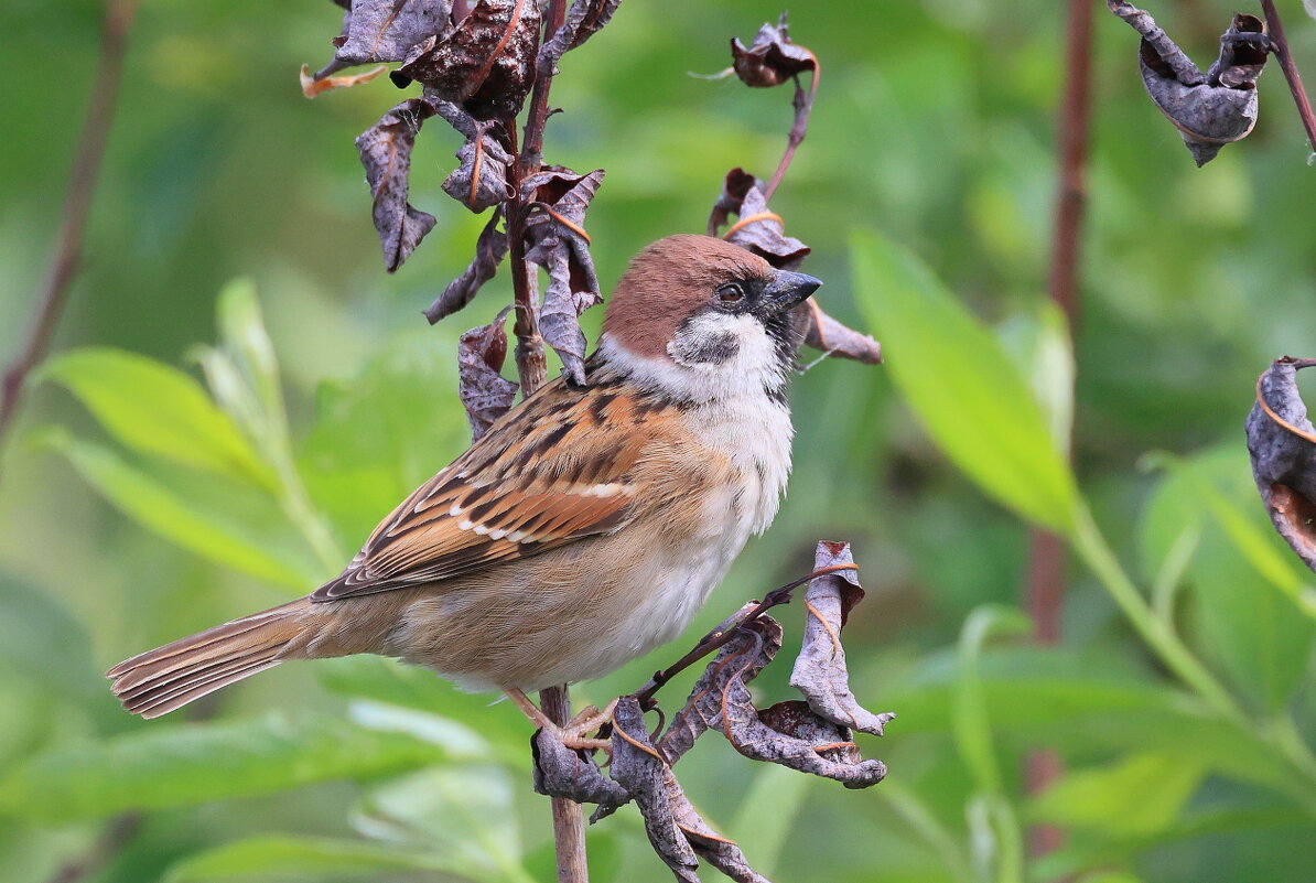 *** - Владилен Панченко