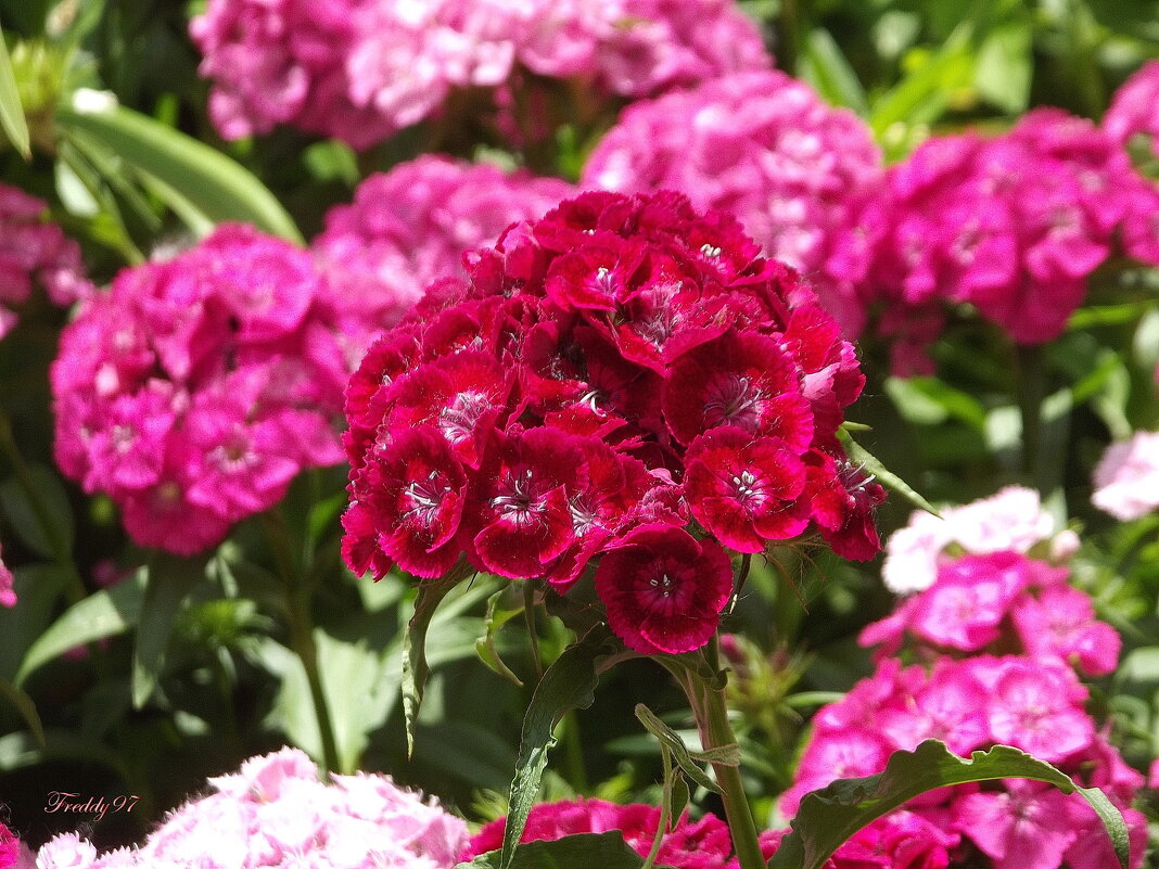 Турецкая гвоздика - Freddy 97 Турецкая гвоздика - Freddy 97