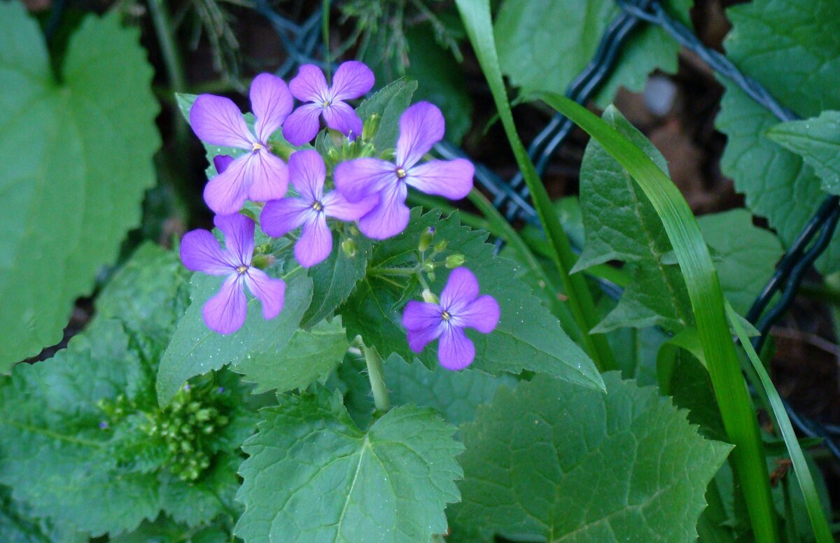 Вспоминая апрель... - Syntaxist (Светлана)