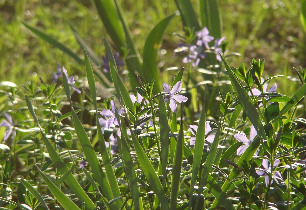 Вспоминая апрель... - Syntaxist (Светлана)