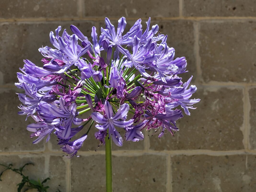 Агапантус африканский - Светлана Хращевская Агапантус африканский - Светлана Хращевская