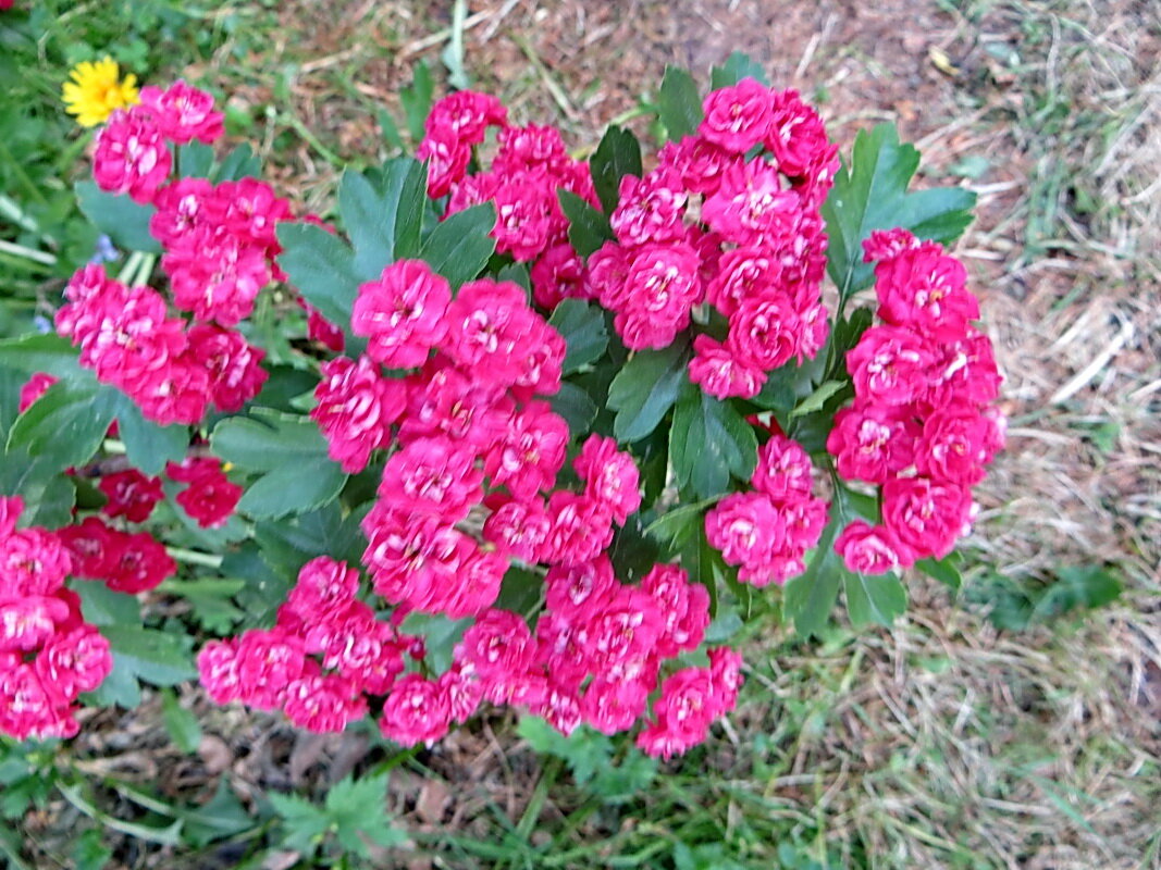 Кто бы мог подумать, что это не розы... - Александр Чеботарь Кто бы мог подумать, что это не розы... - Александр Чеботарь