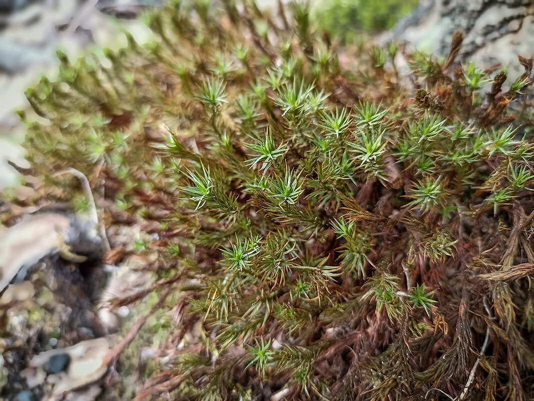 *** - Лилия * *** - Лилия *