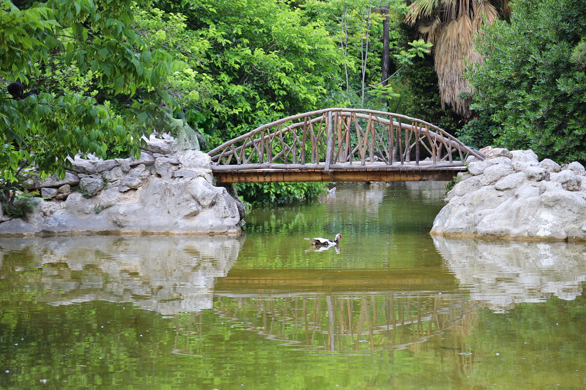 Прудик. - Оля Богданович