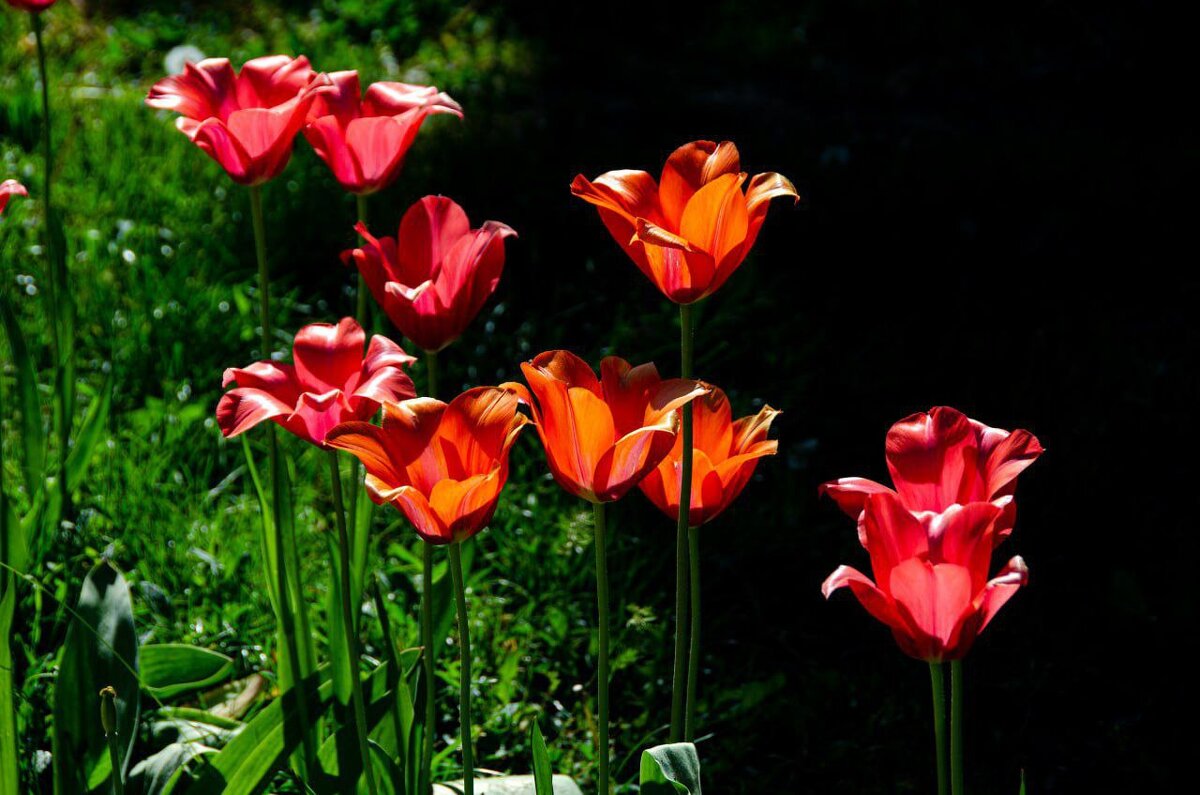 Тюльпаны - Анастасия Попова