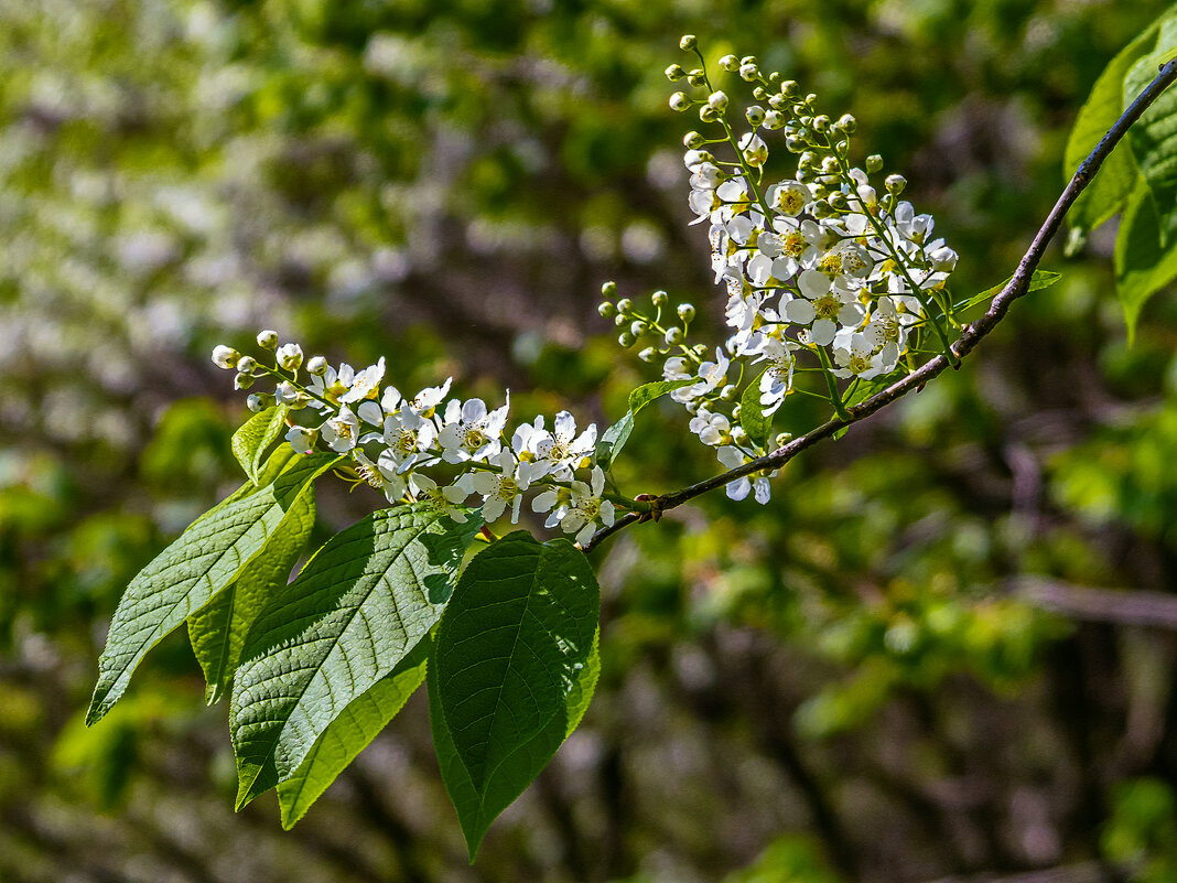 Черёмуха - Aleksey Afonin