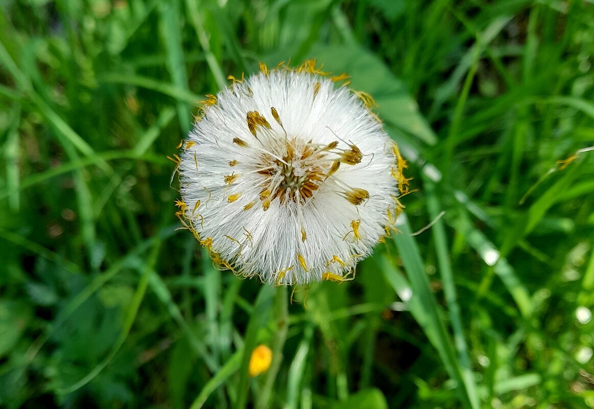 Одуванчик озорной . - Мила Бовкун Одуванчик озорной . - Мила Бовкун