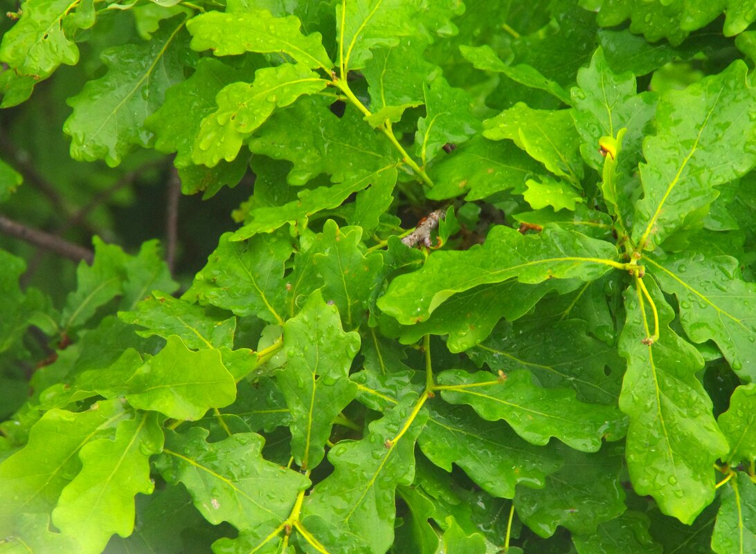 Какой он - молодец ! - Юрий Куликов Какой он - молодец ! - Юрий Куликов