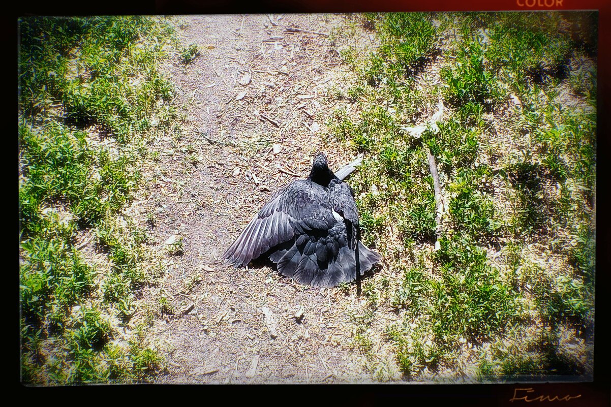 Голубь греется на солнце. - Игорь Солдаткин