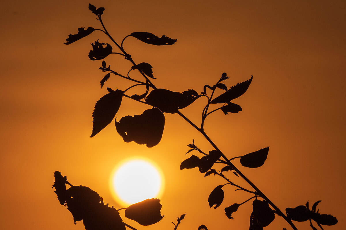 Веточка на закате. - Анатолий. Chesnavik.