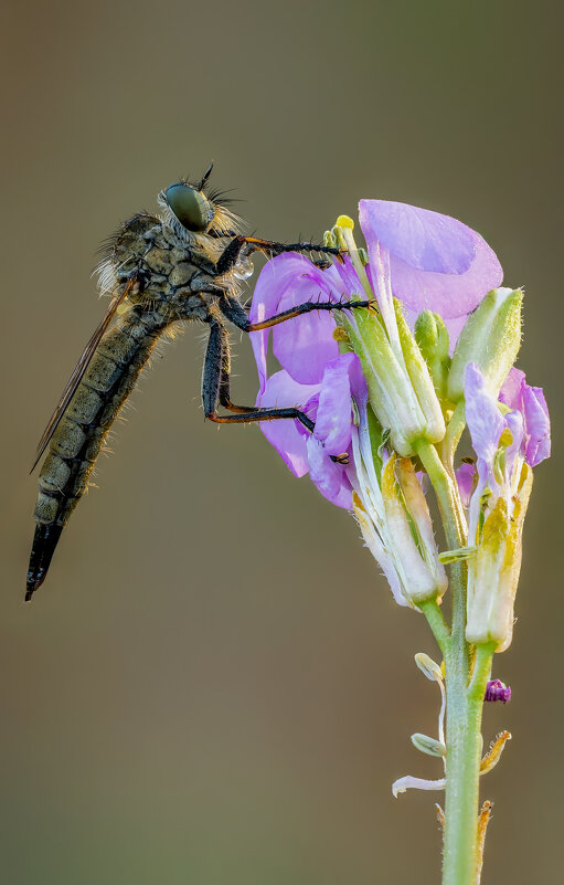 Ктырь.(Asilidae). - Александр Григорьев