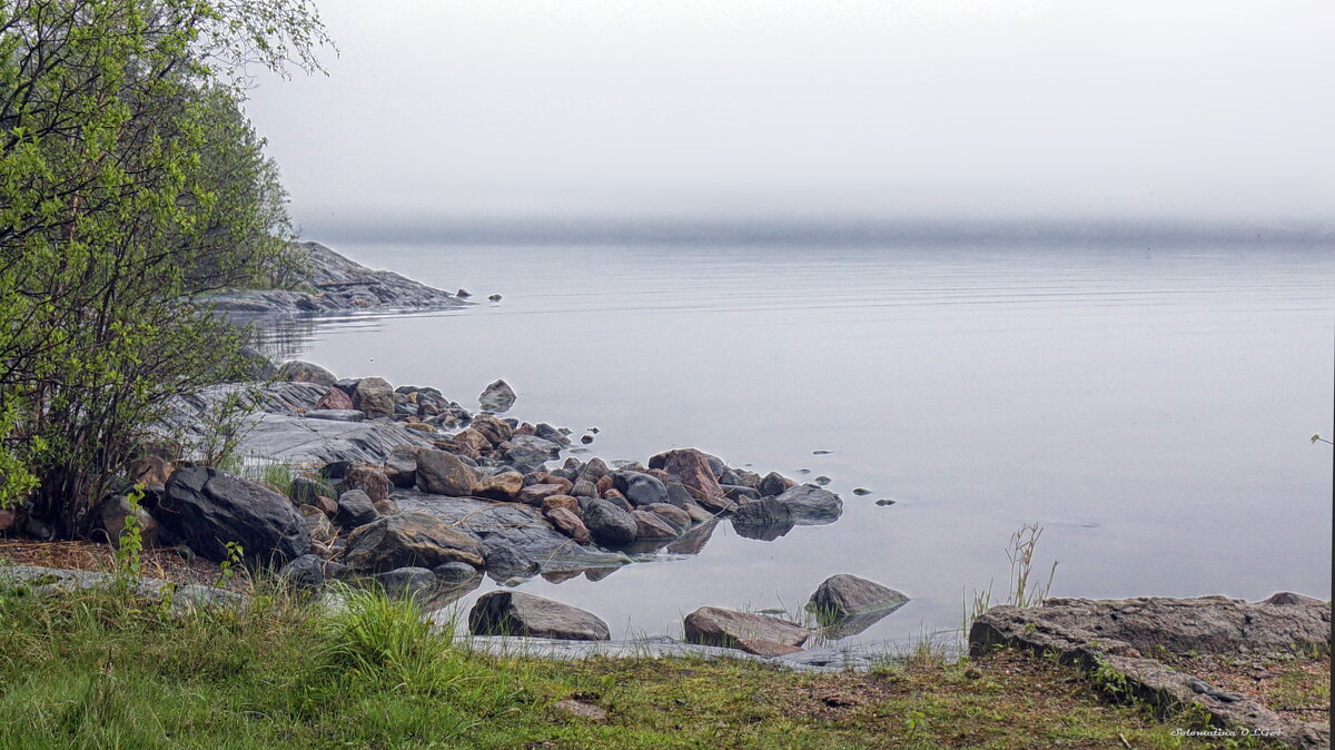 туман - Ольга Cоломатина