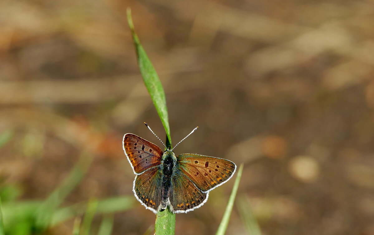 Бабочки, снятые вчера 1 - Александр Прокудин Бабочки, снятые вчера 1 - Александр Прокудин