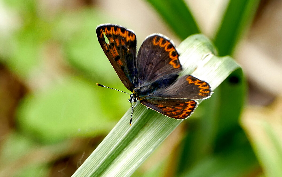 Бабочки, снятые вчера 5 - Александр Прокудин Бабочки, снятые вчера 5 - Александр Прокудин