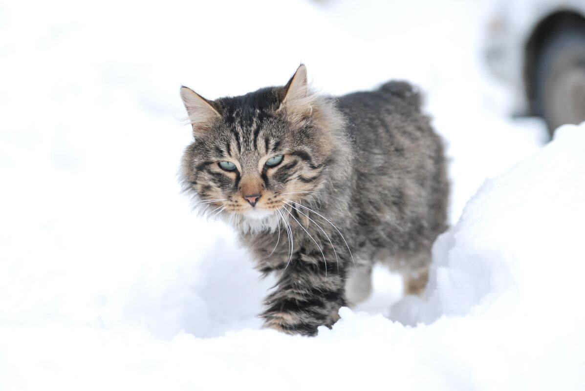 Маркиз - Рудаков Сергей Маркиз - Рудаков Сергей