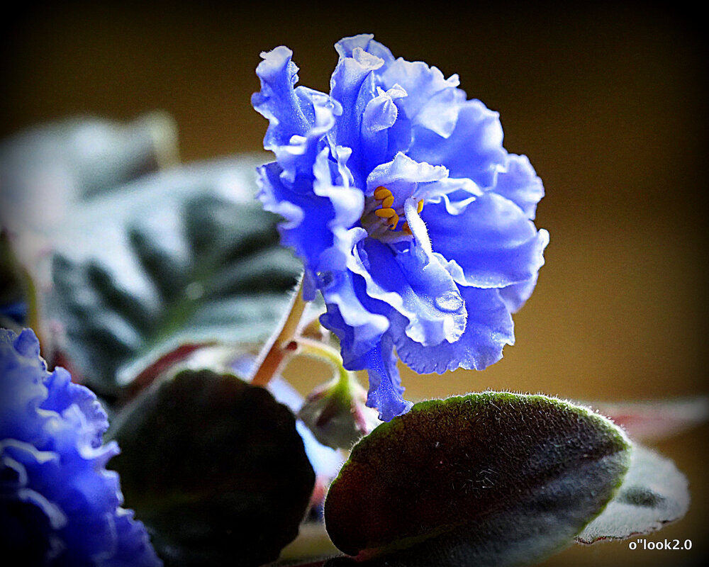 маленькие радости - Олег Лукьянов маленькие радости - Олег Лукьянов