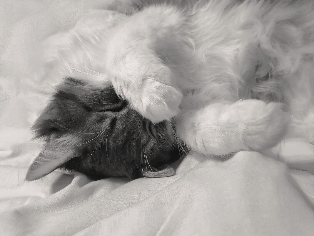 Спит синоптик - LudMila Спит синоптик - LudMila