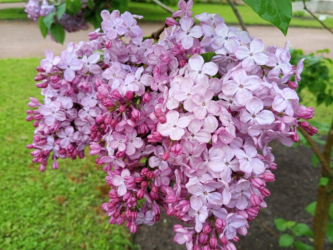 Сирень - Сапсан 