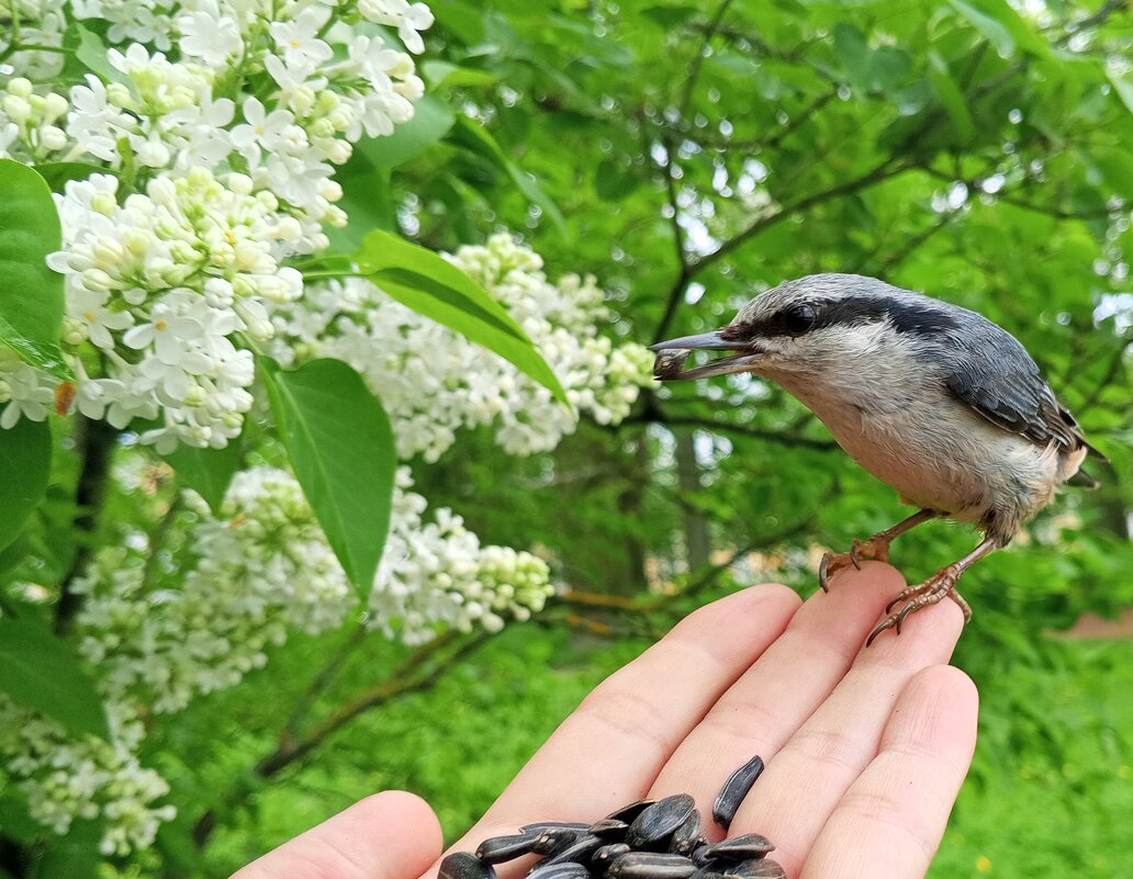 Поползень - Сапсан 