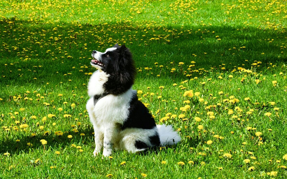 Умный и воспитанный пёс (случайный снимок в городе). - Милешкин Владимир Алексеевич 