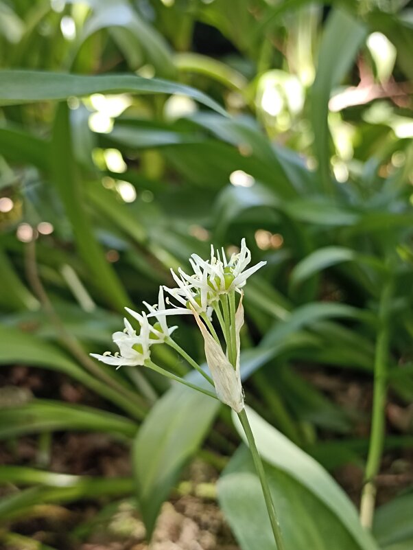 Звездчатое лето - Pippa 