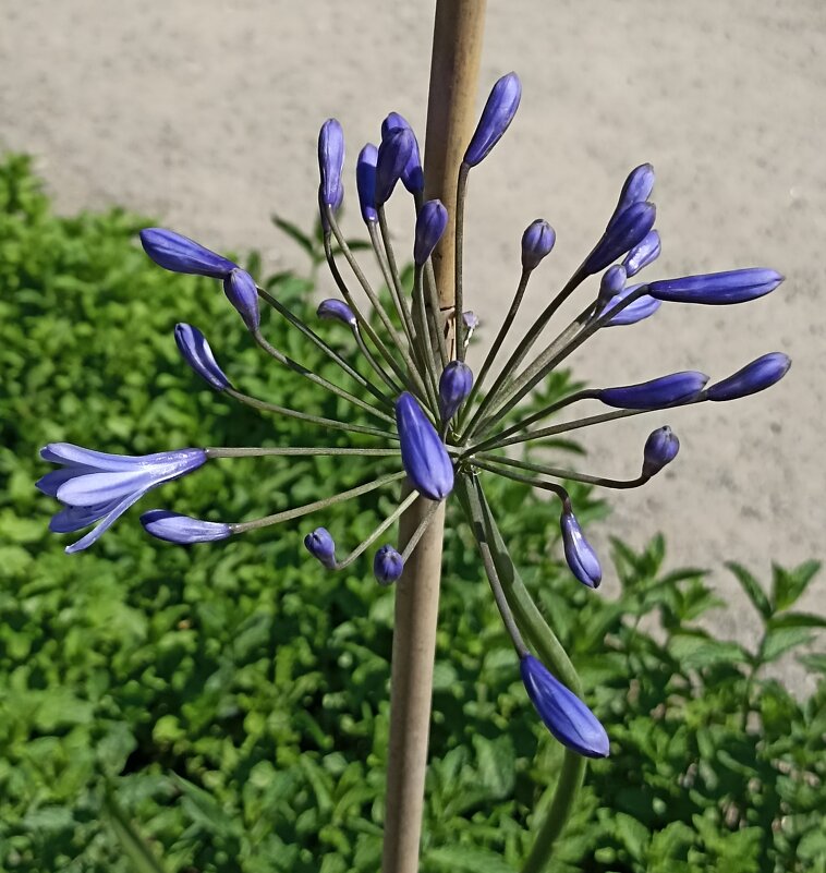 Звездчатое лето - Pippa 