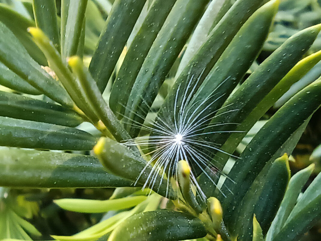 Мягкая посадка) - Veera V