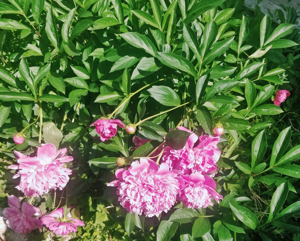 Пионы - Андрей Хлопонин Пионы - Андрей Хлопонин