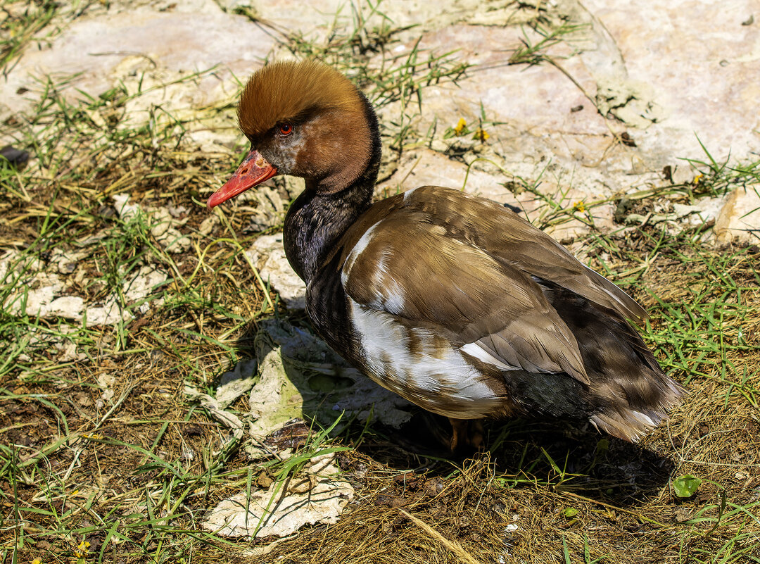 Красноносый нырок. - Alexander Amromin