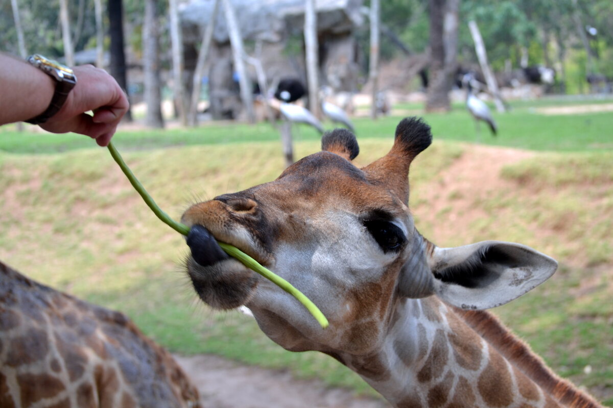 Жираф угощается - ирина Жираф угощается - ирина