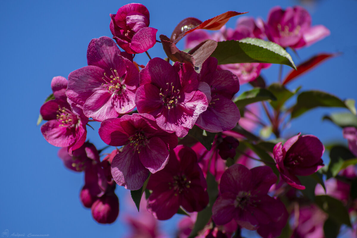Яблони цвет - Андрей + Ирина Степановы Яблони цвет - Андрей + Ирина Степановы