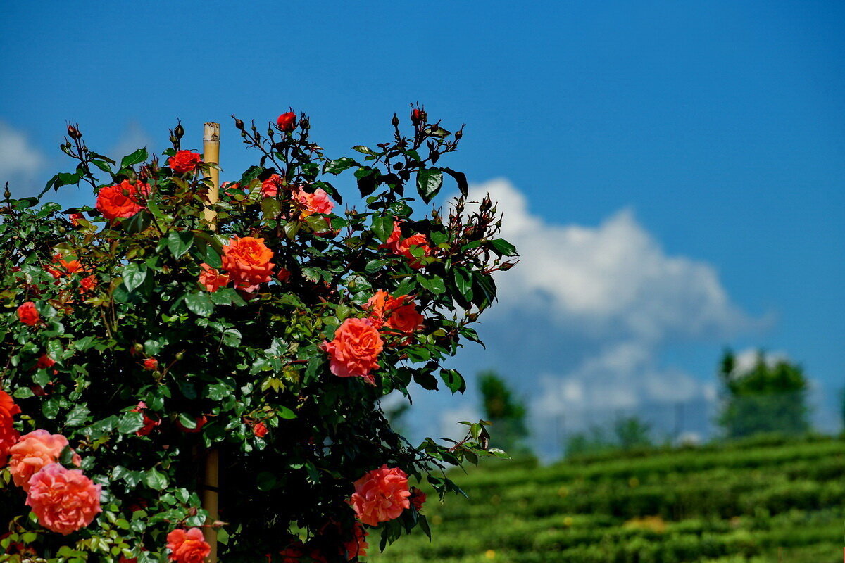 Какое небо голубое... - Николай Саржанов Какое небо голубое... - Николай Саржанов