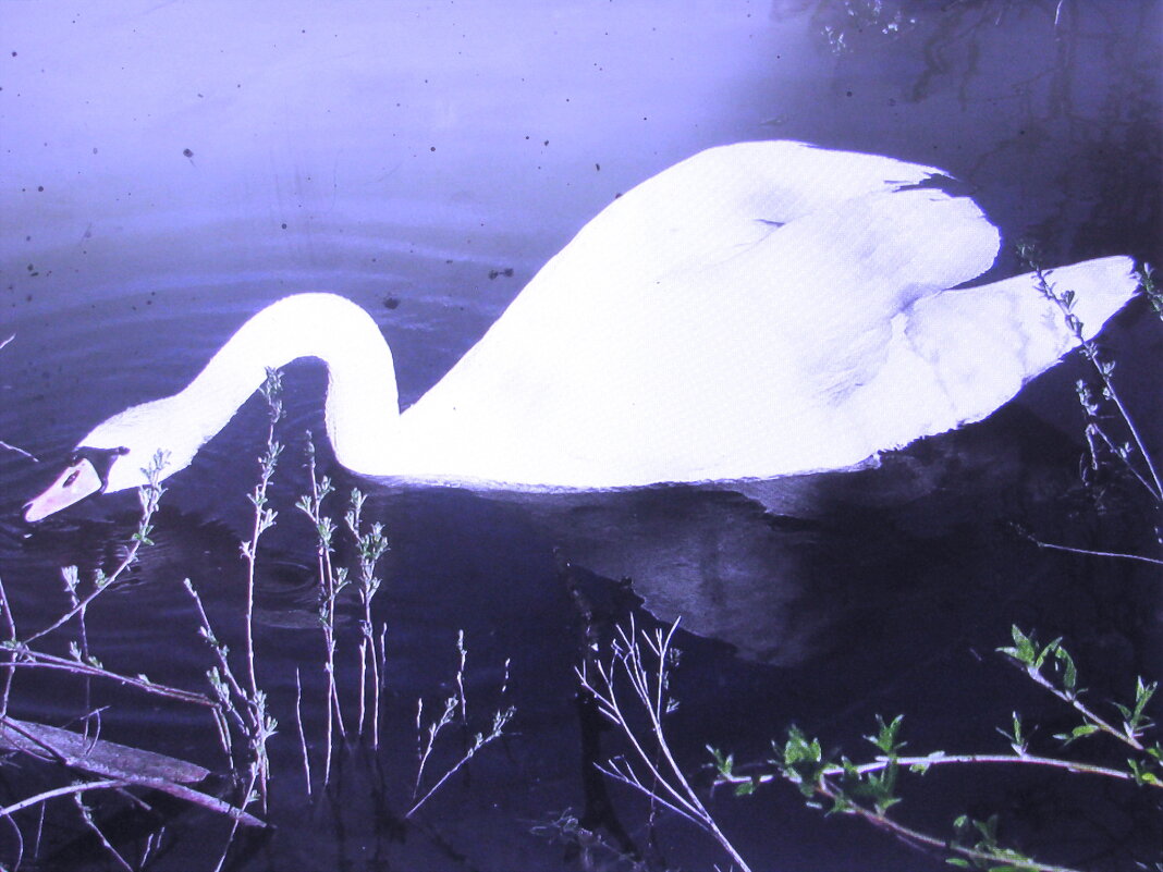 Лебедь на пруду - Людмила Смородинская Лебедь на пруду - Людмила Смородинская