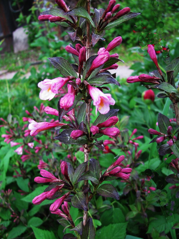 Вейгела зацветает - Людмила Смородинская