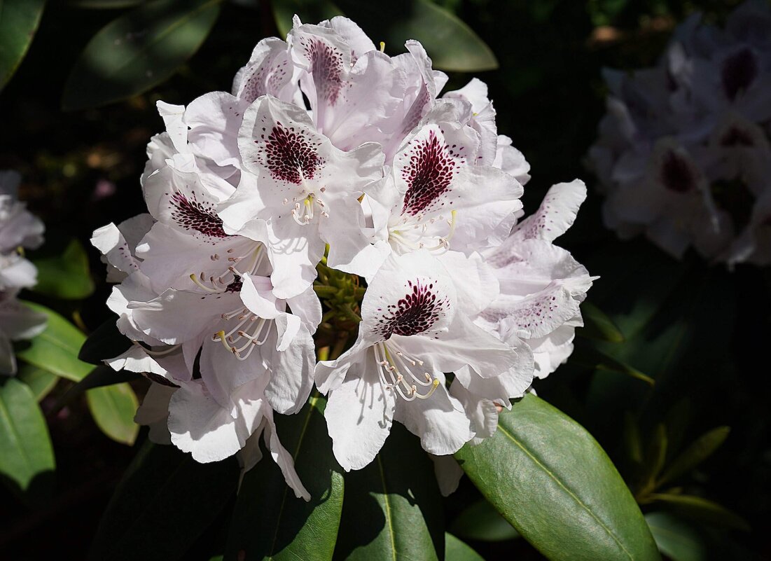 Рододендрон - Татьяна Тюменка