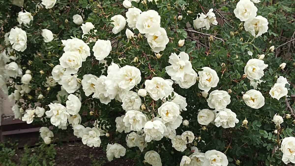 Белый шиповник - Татьяна Тюменка Белый шиповник - Татьяна Тюменка