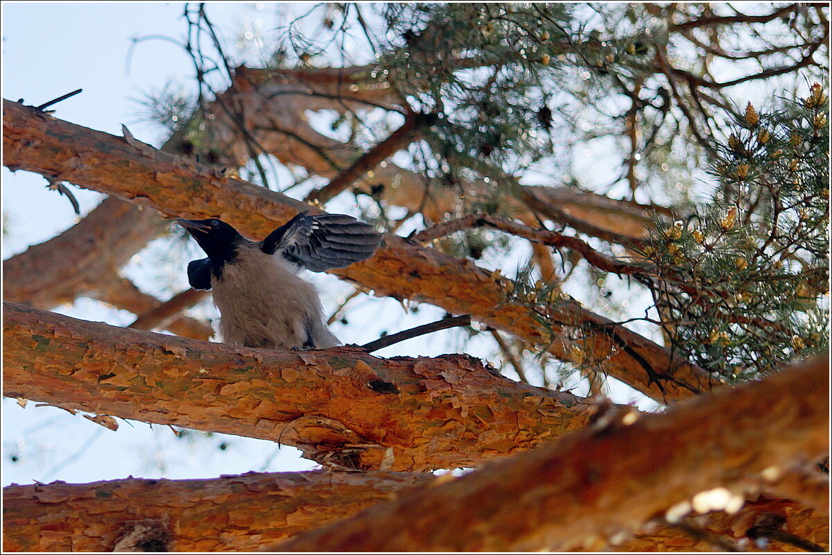 Молодо - зелено - Сеня Белгородский