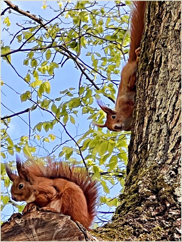Белочки. - Валерия Комова Белочки. - Валерия Комова