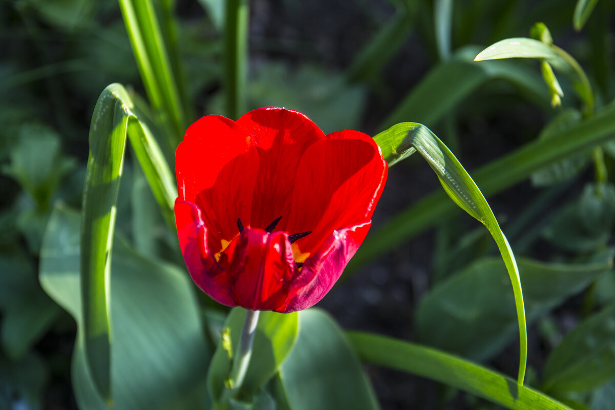 Тюльпан - Валентин Семчишин