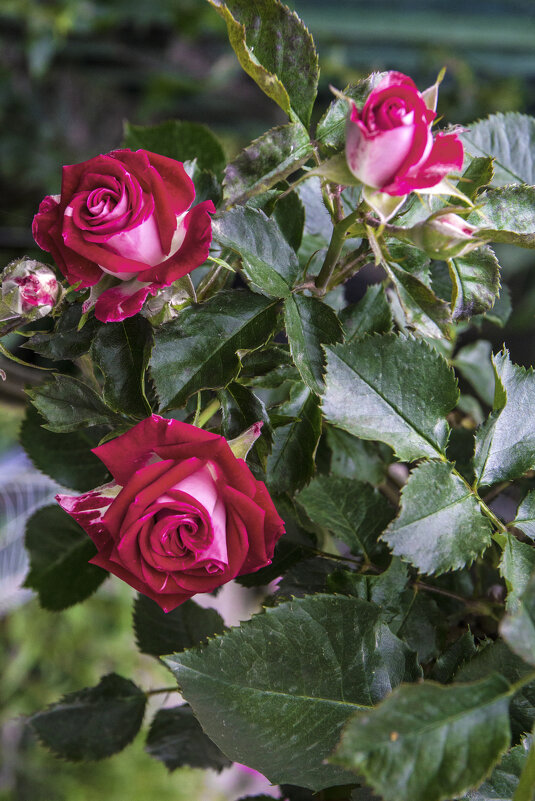 Розы в нашем палисаде Руби Стар - Валентин Семчишин Розы в нашем палисаде Руби Стар - Валентин Семчишин