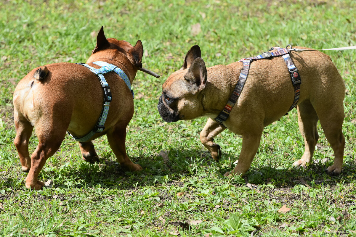 Москва. Парад французских бульдогов в усадьбе «Воронцово». - Наташа ***** Москва. Парад французских бульдогов в усадьбе «Воронцово». - Наташа *****