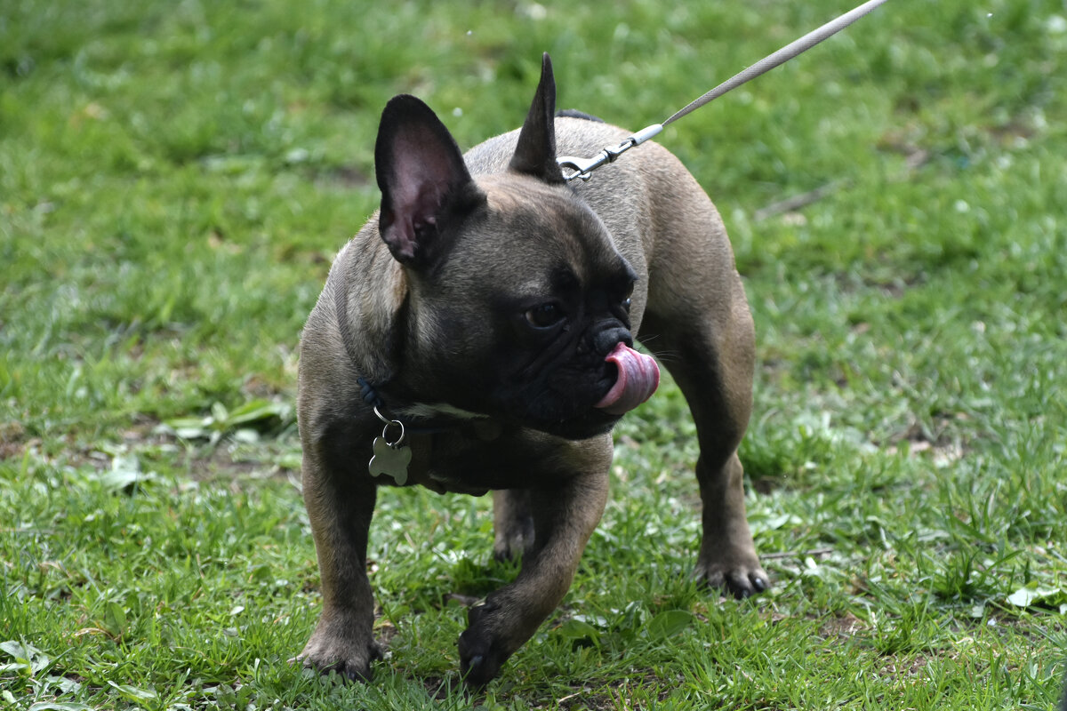 Москва. Парад французских бульдогов в усадьбе «Воронцово». - Наташа ***** Москва. Парад французских бульдогов в усадьбе «Воронцово». - Наташа *****